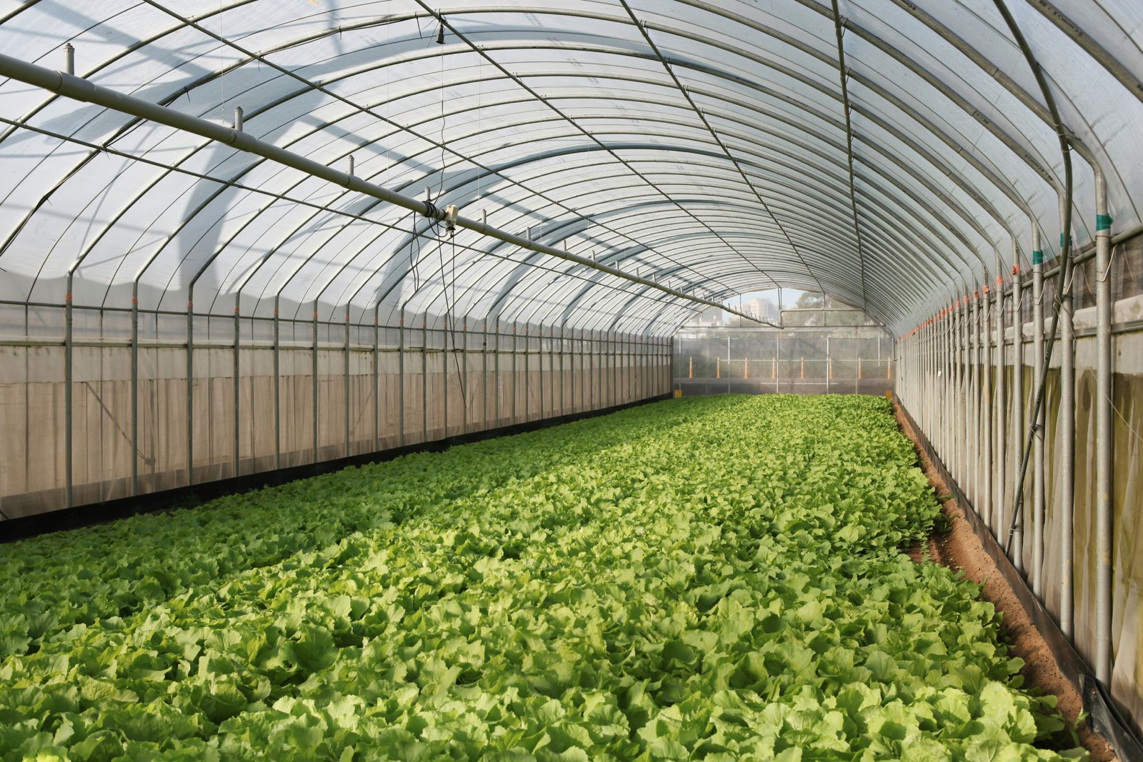 Cultivo hidropónico
